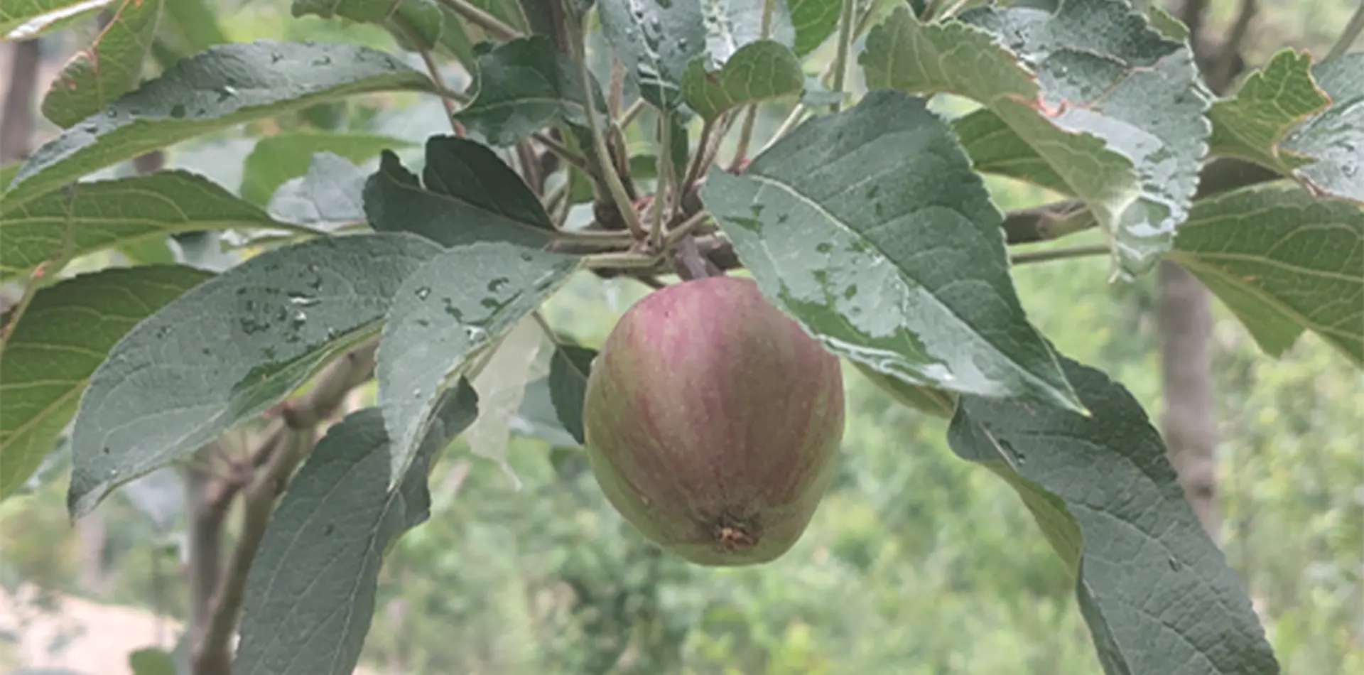 Organic orchard with lush green trees