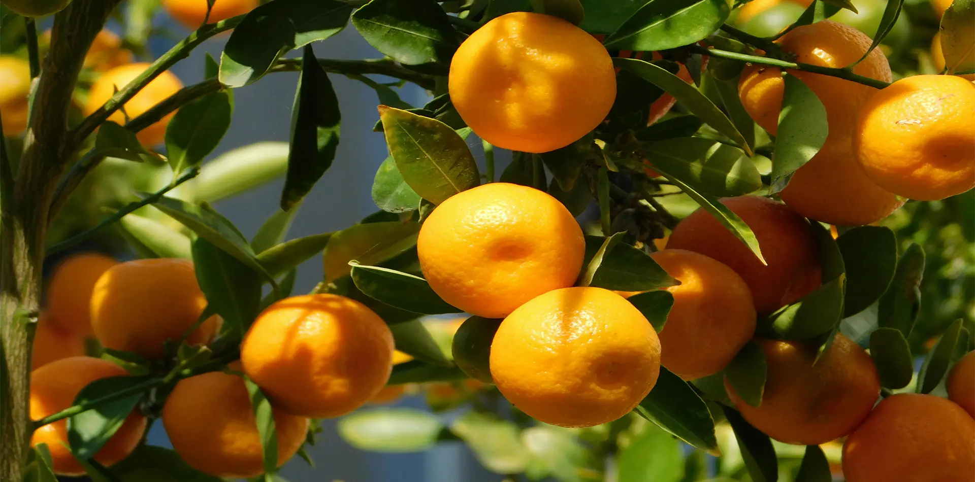 Sustainable farming practices